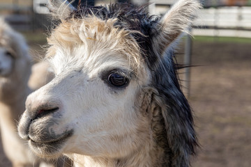 Cute friendly alpaca on an alpaca farm. Closeup of an alpaca face