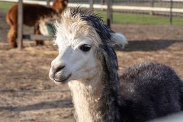 Obraz premium Cute friendly alpaca on an alpaca farm. Closeup of an alpaca face