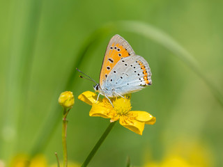 Fototapeta na wymiar The large copper (Lycaena dispar) is a butterfly of the family Lycaenidae.