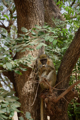 Green monkey (Chlorocebus sabaeus) in Bandia reserve (Senegal)