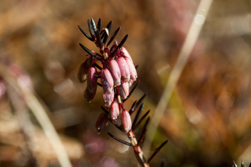 tappeto di eriche in inverno