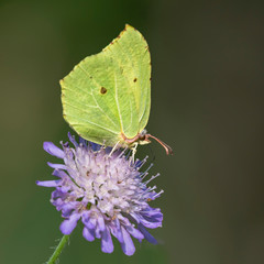 A common brimstone butterfly (Gonepteryx rhamni) sitting on a flower.