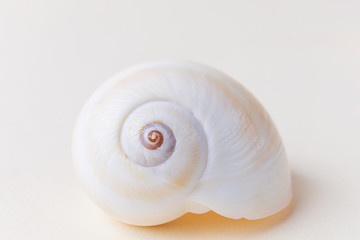 Snail shell close-up on a light pastel background. The concept of vacation, sea, summer, travel, decor.