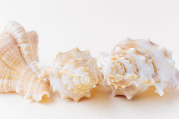 Obraz premium Sea shells on a light pastel background. The concept of vacation, sea, summer, travel, decor. Rapana. Top view, flat lay, copyspace.