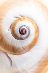 Spiral snail shell closeup on a light pastel background. Detailed macro photography. Large depth of field. The concept of vacation, sea, summer, travel, decor.