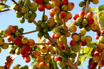Coffee plants and fruits
