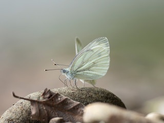 The green-veined white (Pieris napi) is a butterfly of the family Pieridae.