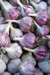 Pile of purple garlic heads