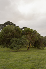 Tree alone