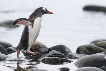 Leaping Penguin