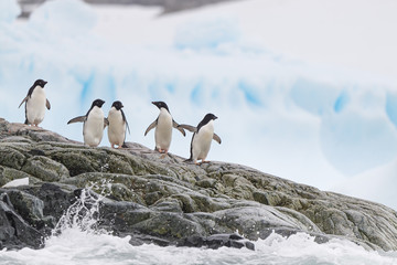 Armstrong Reef Adelies