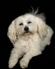 Front view of a maltese bichon 