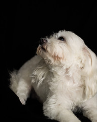 Lovely maltese bichon with black background
