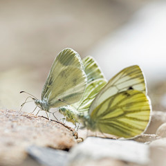 The green-veined white (Pieris napi) is a butterfly of the family Pieridae.