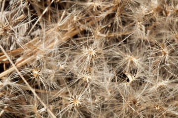 semi secchi in periodo invernale