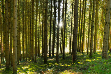 Fototapeta na wymiar Wald im Schwarzwald nahe Hofstetten