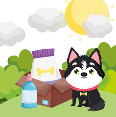 dog sitting with food in box outdoor pets