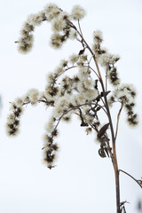branch of a flower isolated on white background