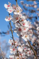 Almond tree in bloom against the blue sky