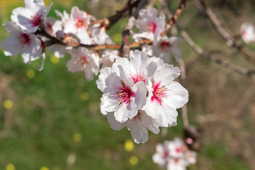 Almond tree flower close-up on a background of green gras