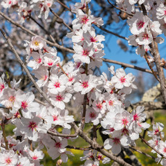 Branches of a blossoming almond tree in spring