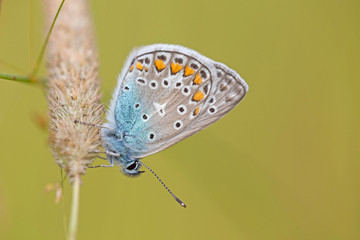 The common blue butterfly (Polyommatus icarus) is a butterfly in the family Lycaenidae. 