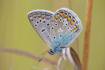 The common blue butterfly (Polyommatus icarus) is a butterfly in the family Lycaenidae. 