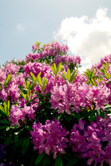 Obraz premium Pink rhododendrons and cloudy sky