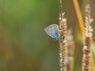 The common blue butterfly (Polyommatus icarus) is a butterfly in the family Lycaenidae. 