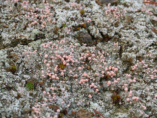 Rosa Köpfchenflechte