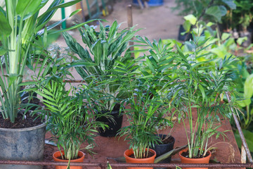 Spring Season Fresh Modern Home Gardening Popular Herbs And Show