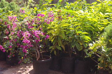 Spring Season Fresh Modern Home Gardening Popular Herbs And Show