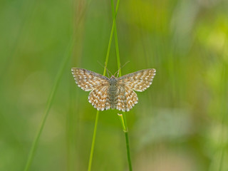 Scopula immorata, the Lewes wave, is a moth of the family Geometridae. © ihorhvozdetskiy