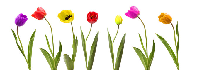 Collection of tulip flower on white background.