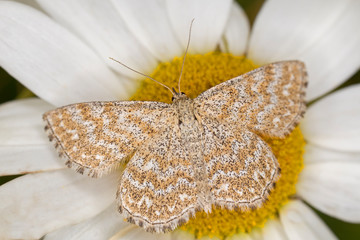Scopula immorata, the Lewes wave, is a moth of the family Geometridae. © ihorhvozdetskiy