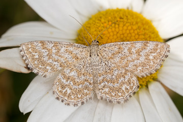 Scopula immorata, the Lewes wave, is a moth of the family Geometridae. © ihorhvozdetskiy