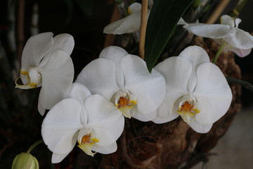 Fototapeta na wymiar White orchids with yellow heads