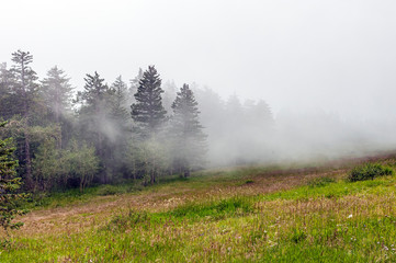 Mountain Meadow in Fog