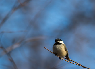 Adorable little Black-Capped Chickadee (Poecile atricapillus) songbird perched on small branch against muted blue background late winter early spring room for text copy