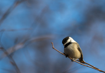 Adorable little Black-Capped Chickadee (Poecile atricapillus) songbird perched on small branch against muted blue background late winter early spring room for text copy