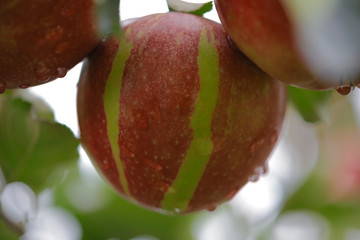 Jabłko Gala