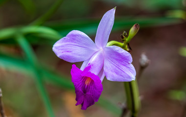 Orqu&iacute;dea