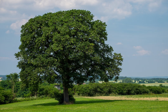 Quercus petraea Traubeneiche bei Eysölden in Bayern Landkreis Roth
