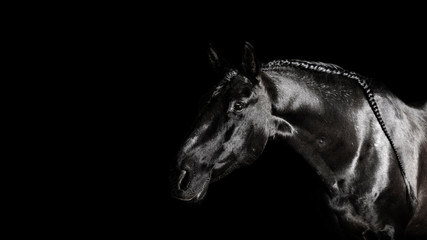 Plakat Black PRE (andalucian) horse portrait with long plated mane in freedom isolated on black background with copy space. Banner.