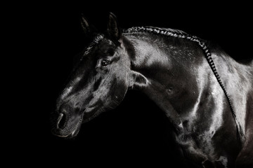 Obraz na płótnie Canvas Black PRE (andalucian) horse portrait with long plated mane in freedom isolated on black background with copy space.