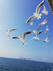 Fototapeta na wymiar Seagull in istanbule