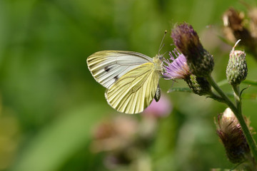 Großer Kohlweißling (Pieris brassicae) 