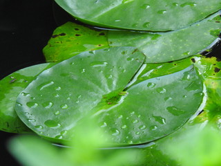 Fototapeta premium natur