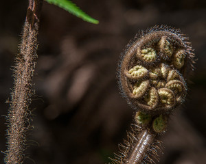 Fern New Zealand