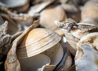 Fly on the Chesapeake Bay